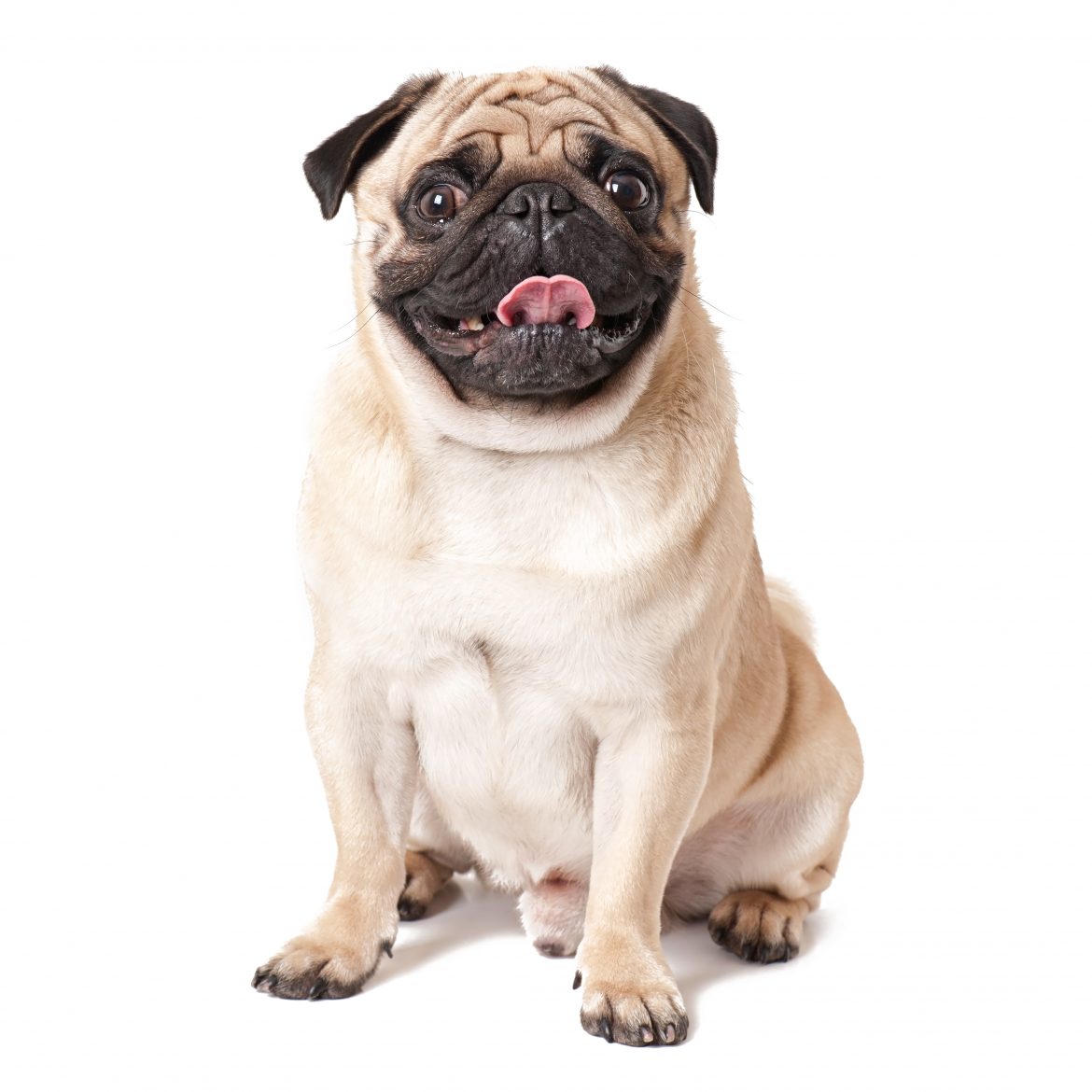 Pug,Dog,Isolated,On,A,White,Background