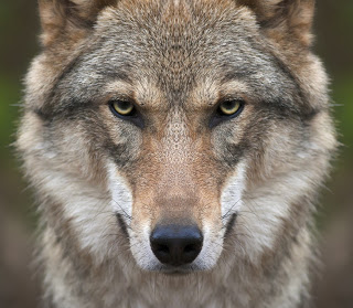 coyote wolf wolves Courtesy of andamanec Shutterstock com_160383824