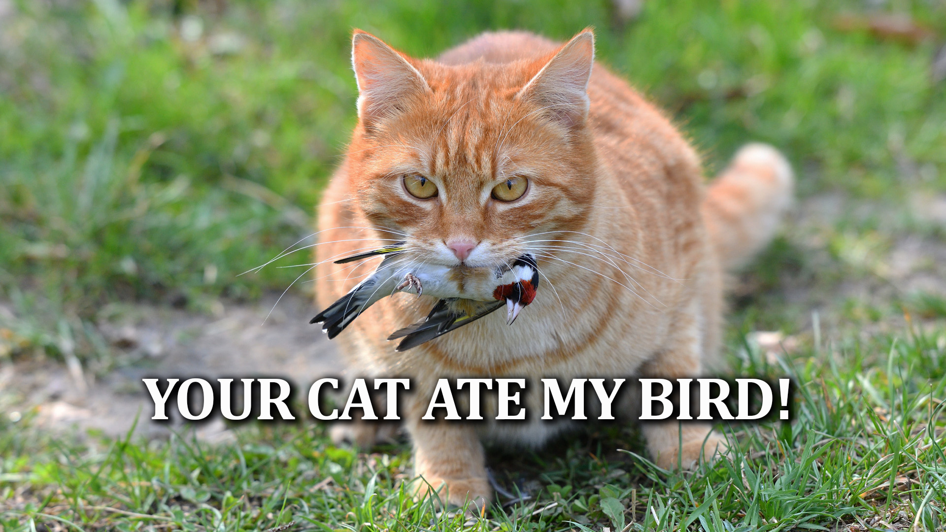 02-15-22 Your Cat Ate My Bird