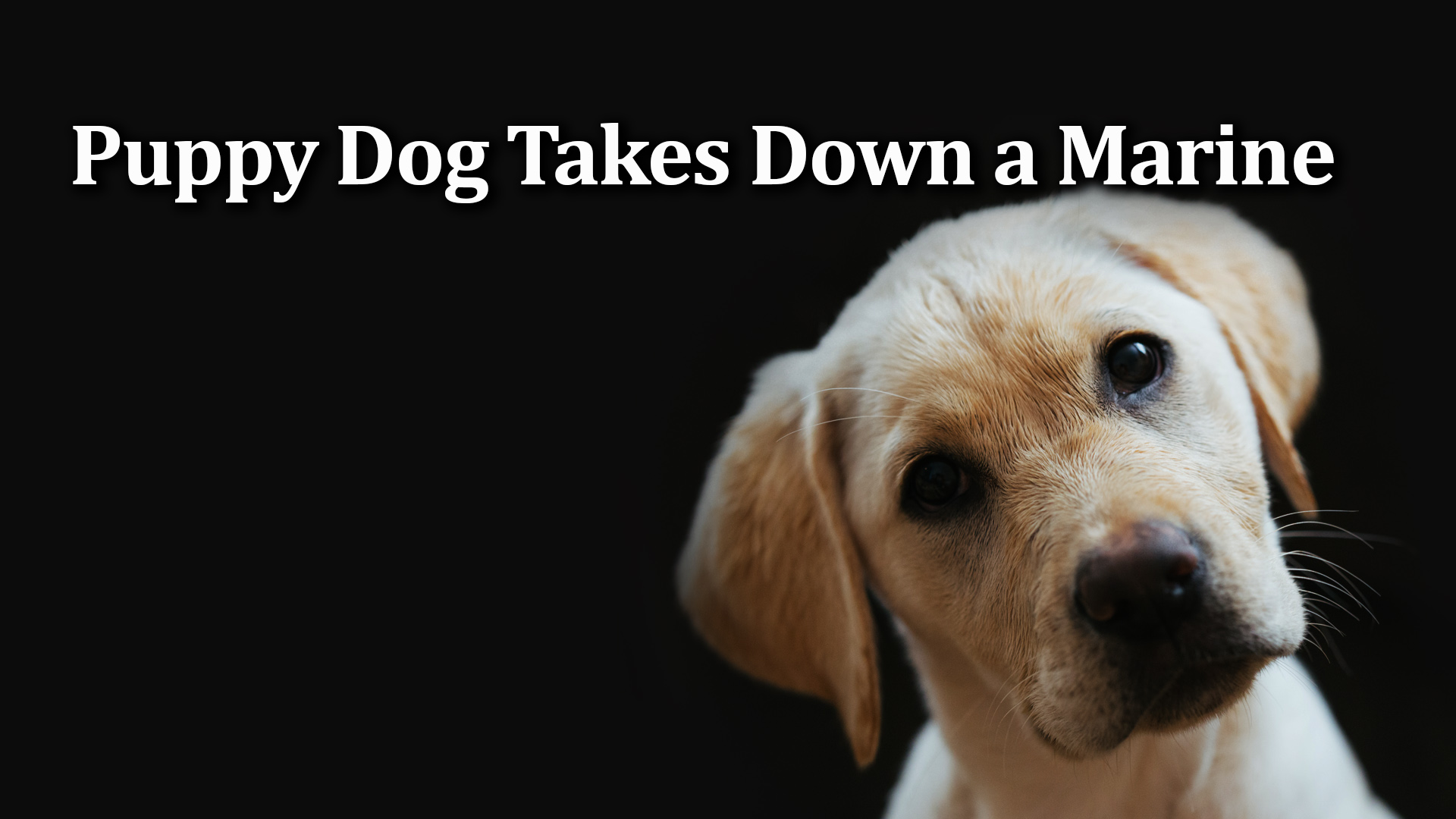 04-05-22 HUMOR Puppy Dog Takes Down Marine